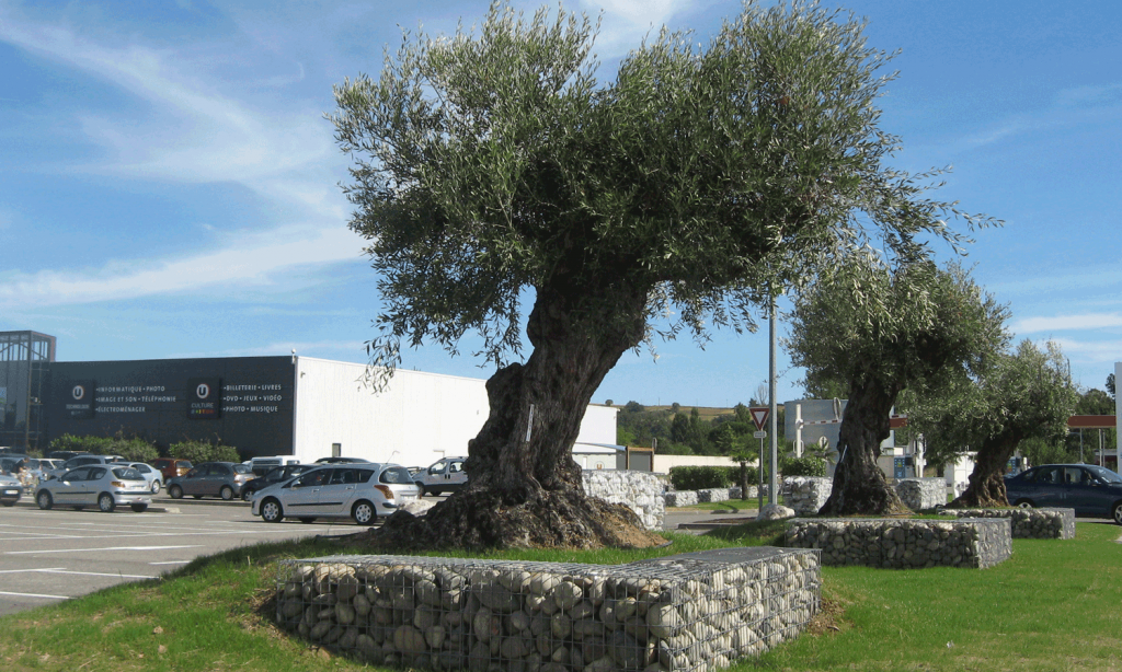 oliviers et gabions - jardinerie des tropiques