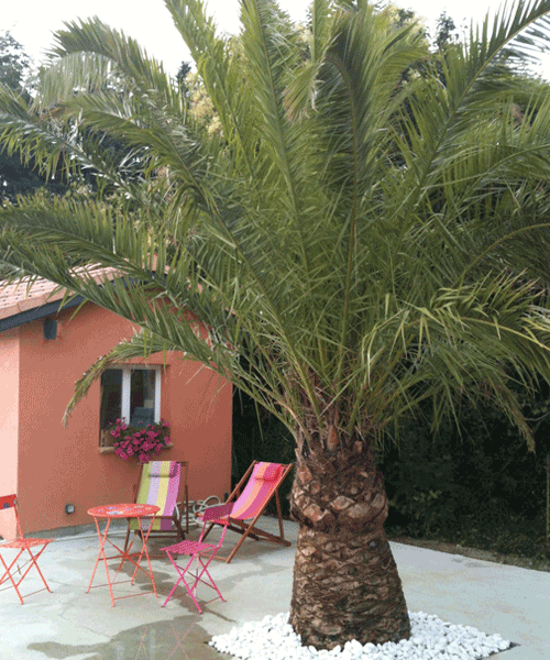 palmiers et farniente