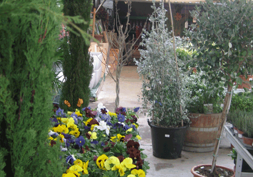 penseés, primevères et cypres jardinerie des tropiques muret