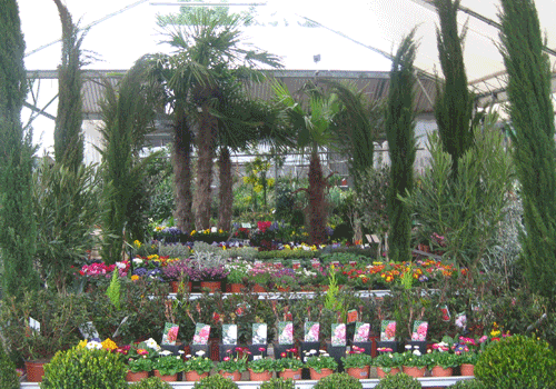 vegetaux et plantes fleuries jardinerie des tropiques