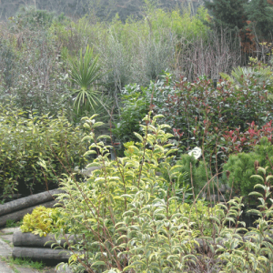 arbustes jardinerie des tropiques