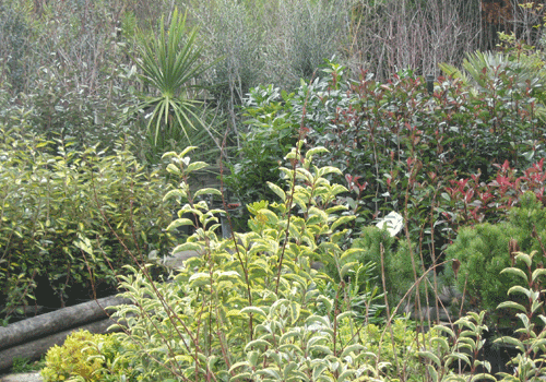 arbustes jardinerie des tropiques
