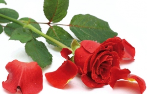 jardinerie des tropique 31600 31390 31410