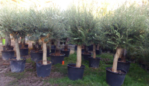arrivage oliviers à noé - près de toulouse - jardinerie des tropiques