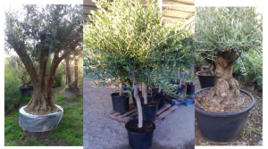 arrivage oliviers à noé - près de toulouse - jardinerie des tropiques