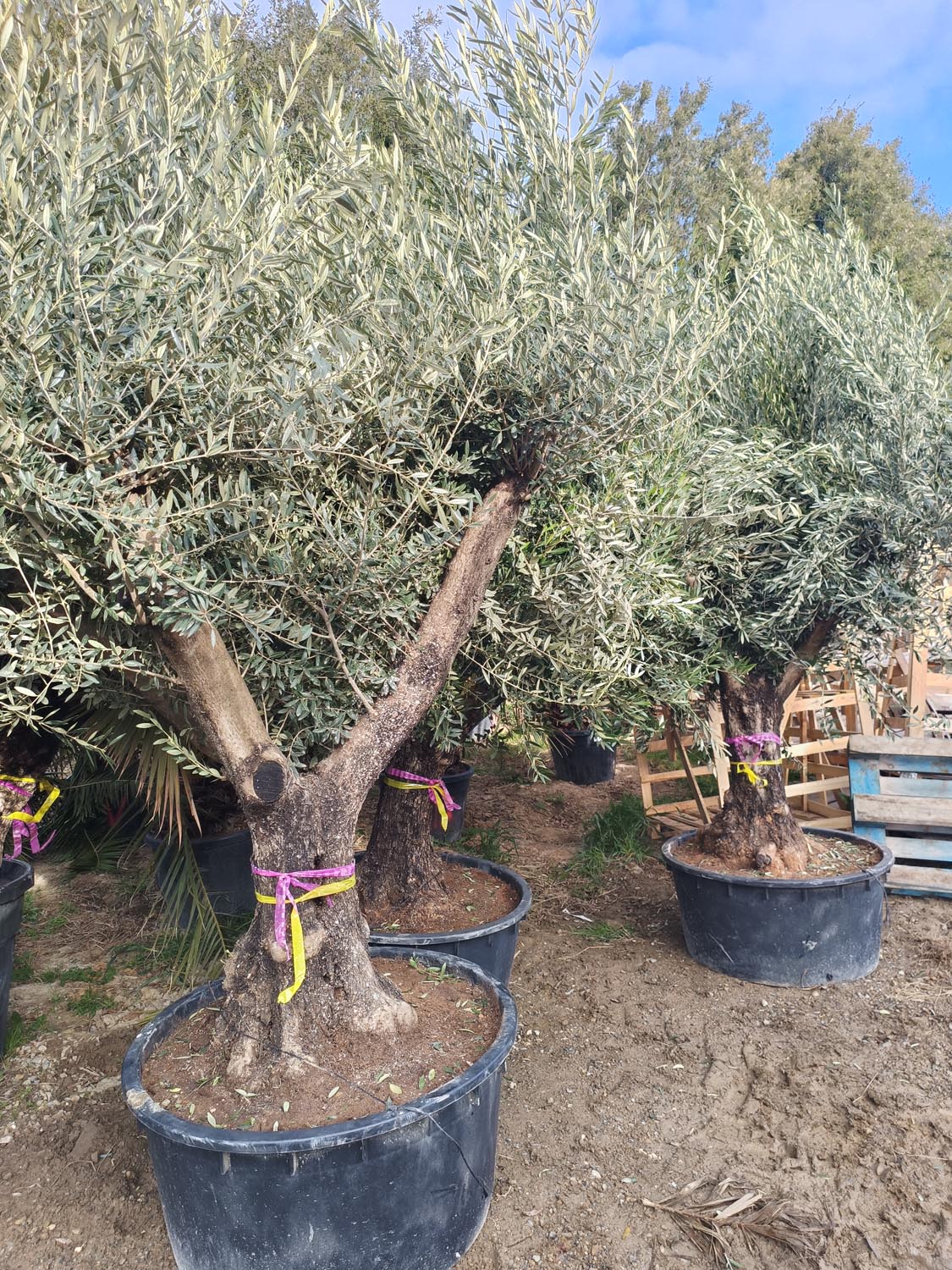 Jardinerie pépinière jardin vallée de la Lèze olivier