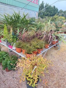 Jardinerie pépinière jardin vallée de la Lèze arbuste