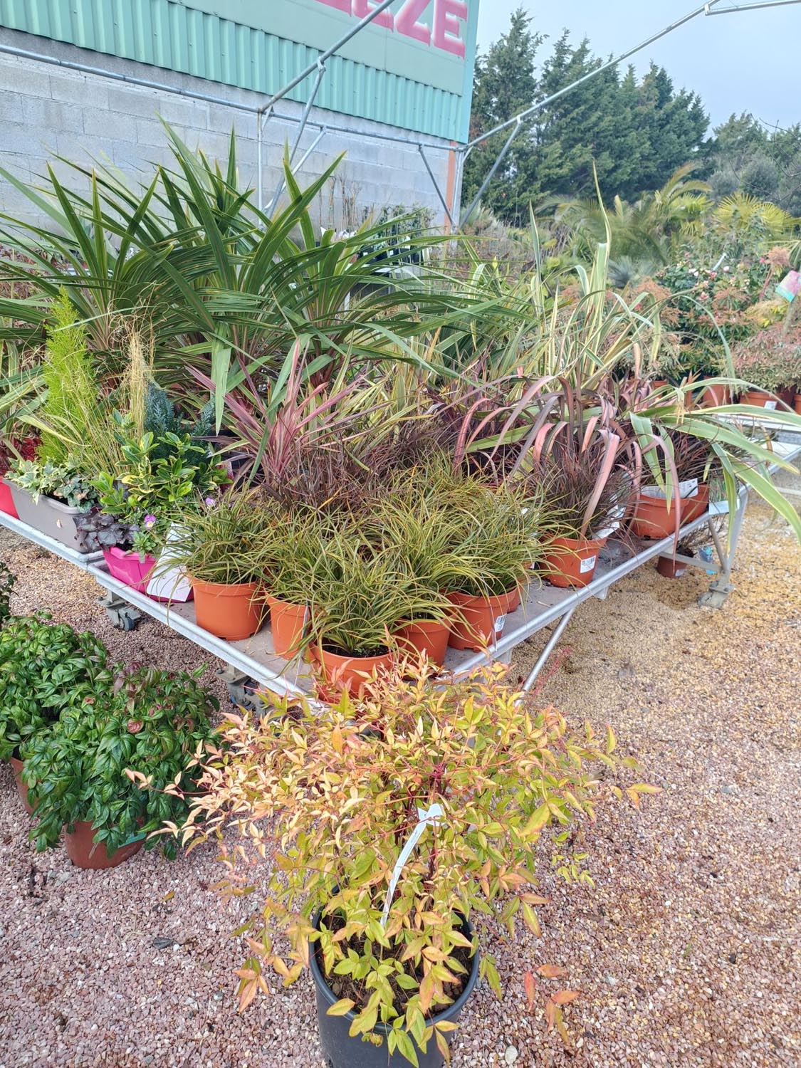 Jardinerie pépinière jardin vallée de la Lèze arbuste