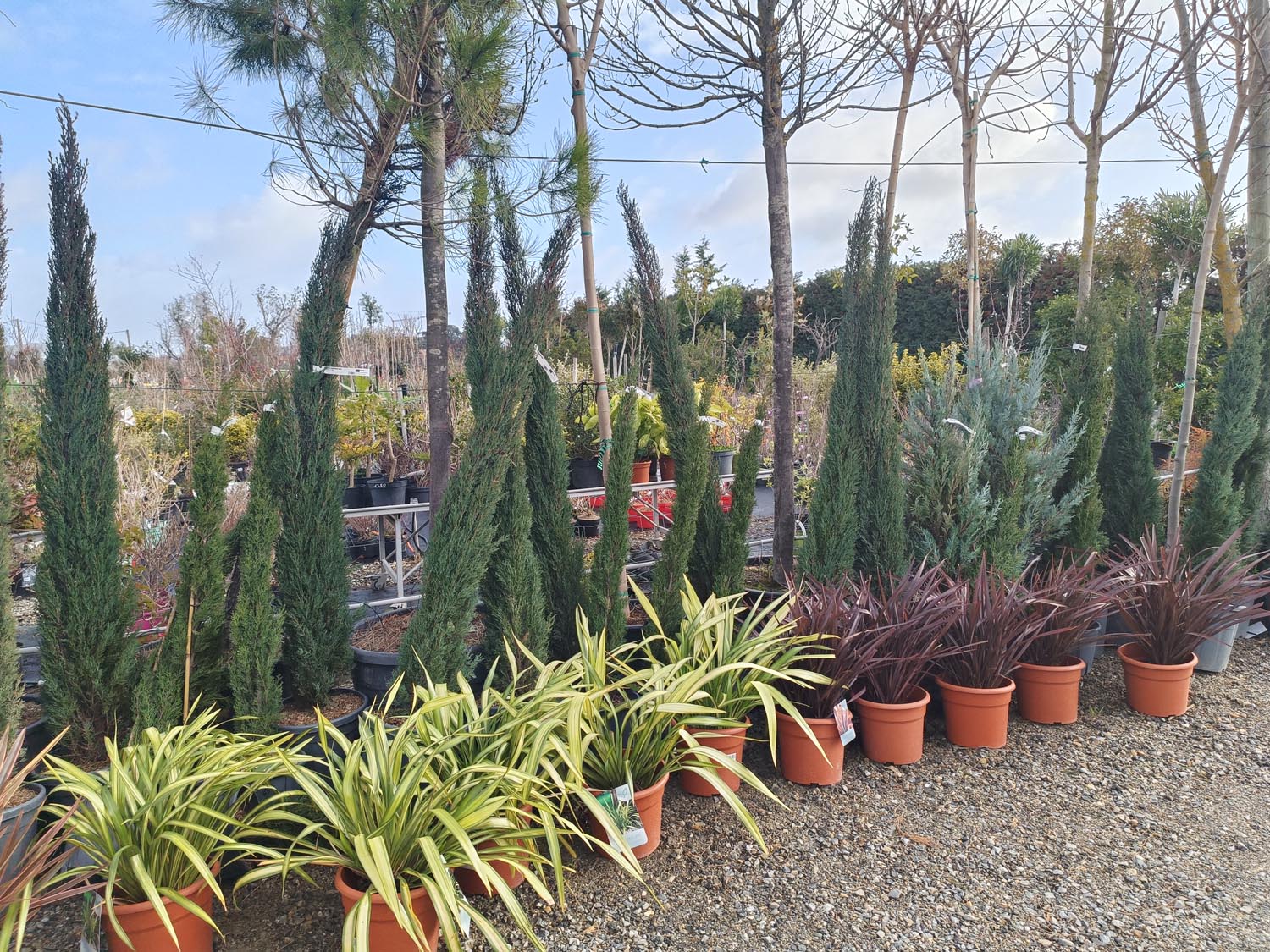 Jardinerie pépinière jardin vallée de la Lèze arbuste