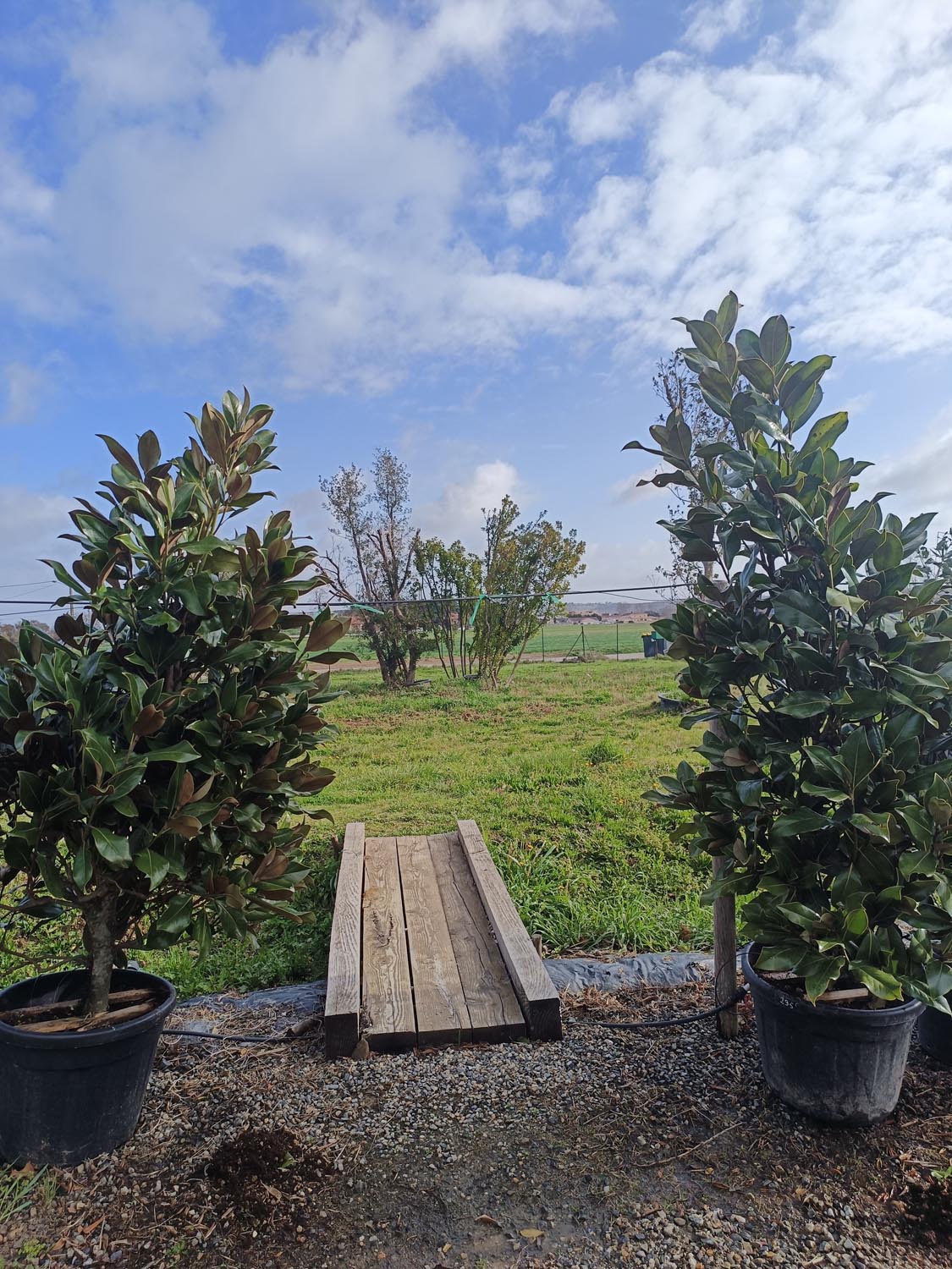 Jardinerie pépinière jardin vallée de la Lèze Rhododendron