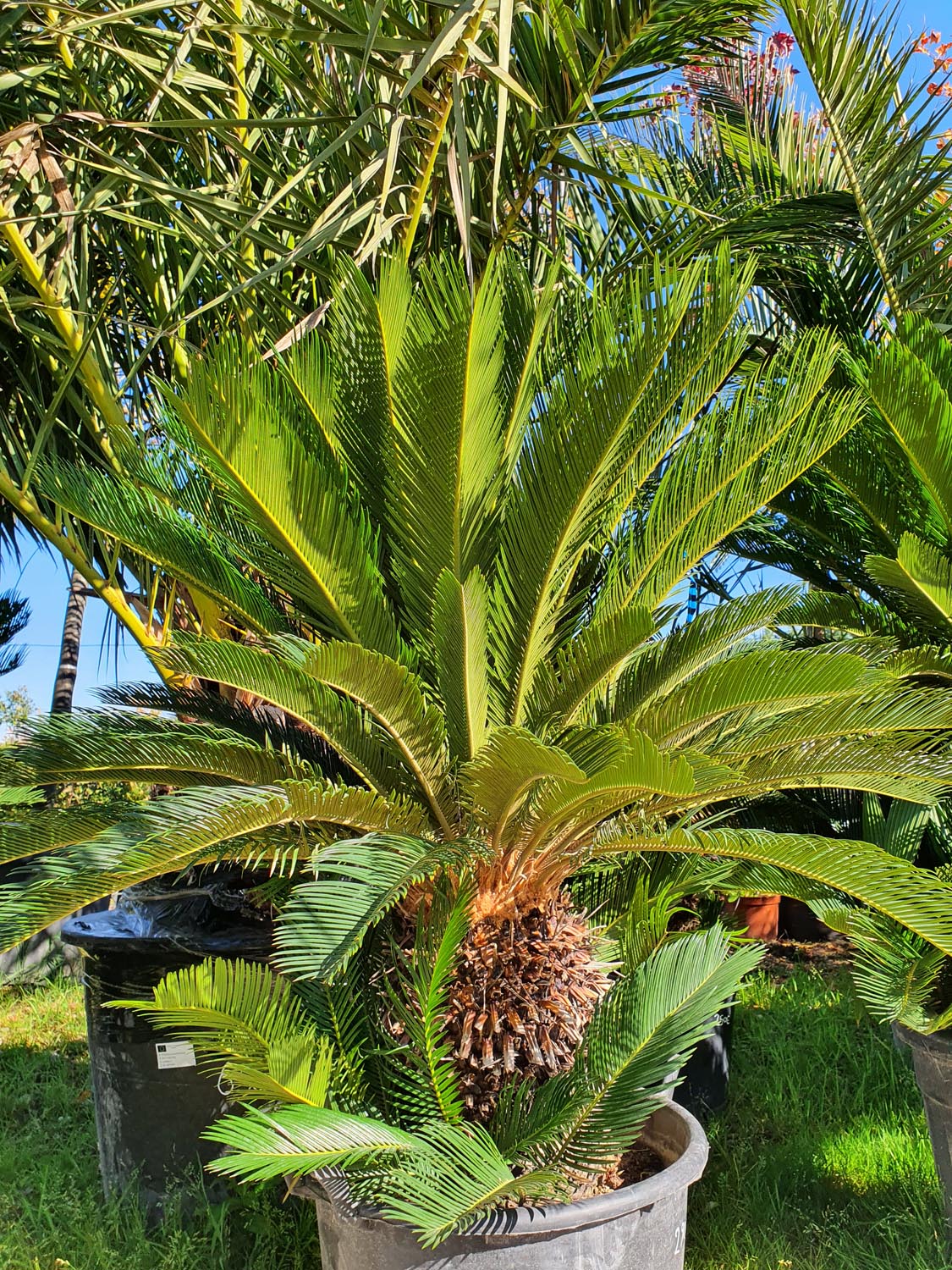 Jardinerie pépinière jardin vallée de la Lèze palmier