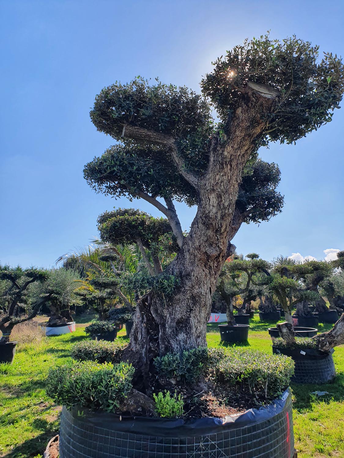 Jardinerie pépinière jardin vallée de la Lèze olivier