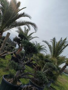 Jardinerie pépinière jardin vallée de la Lèze palmier