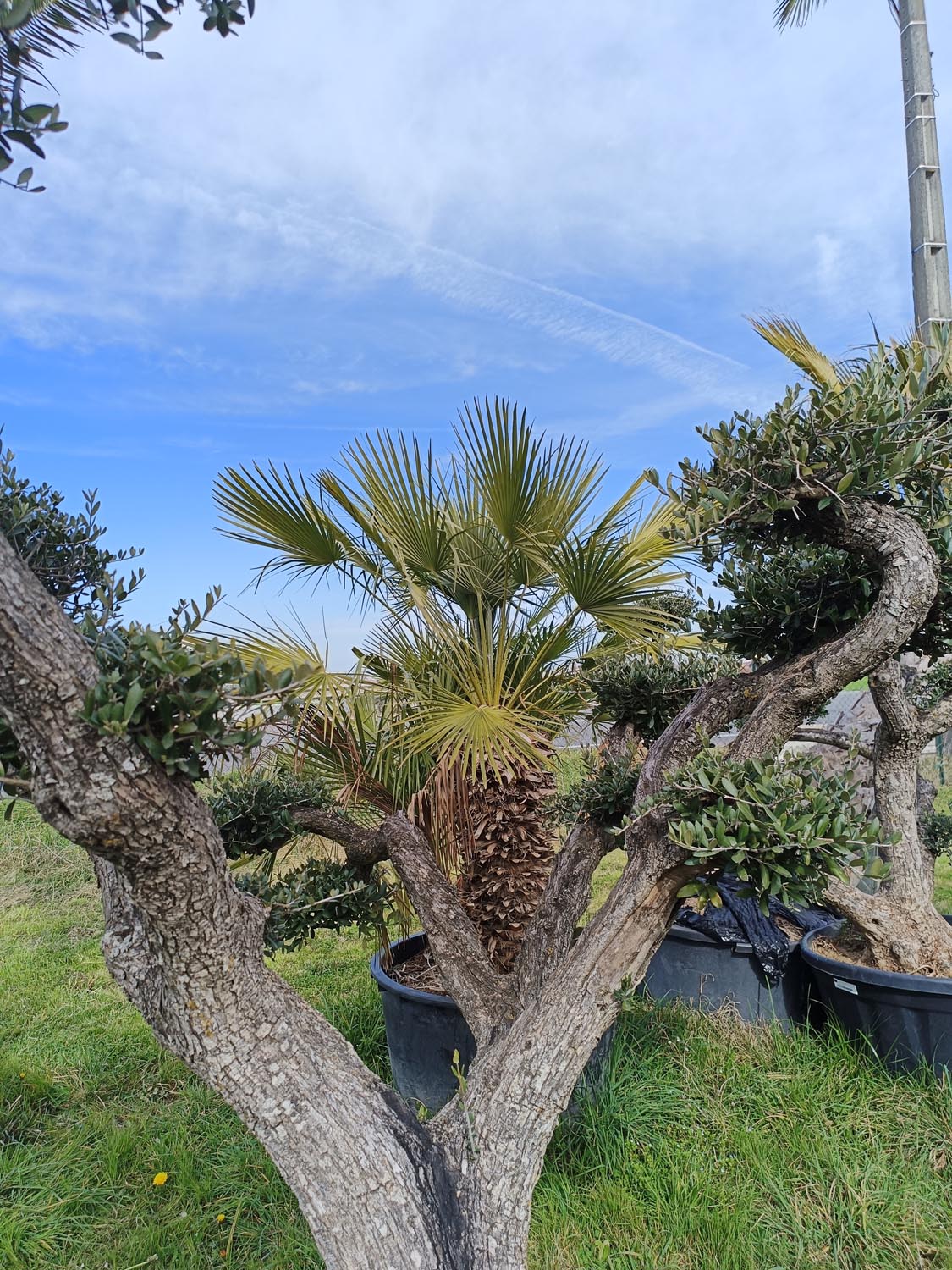 Jardinerie pépinière jardin vallée de la Lèze palmier